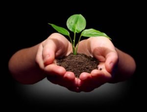 planting